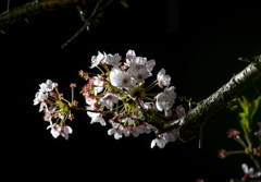 公園の夜桜