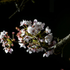 公園の夜桜