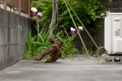 駆け抜ける喜び