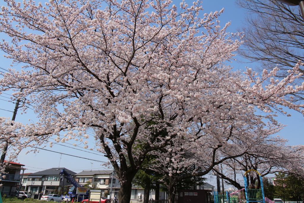 児童公園の桜満開