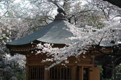 八角堂の桜