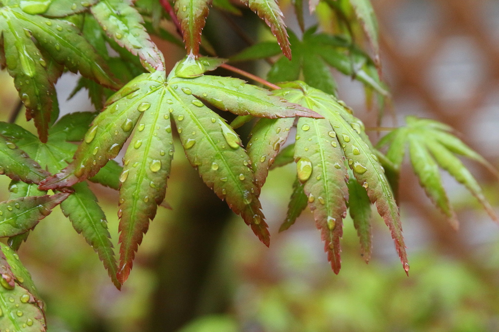 雨の朝の新緑