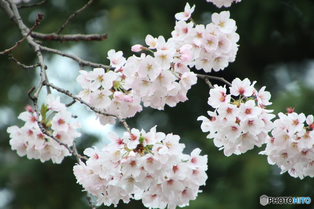 桜