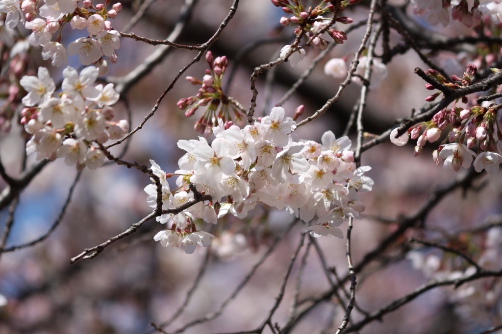 桜