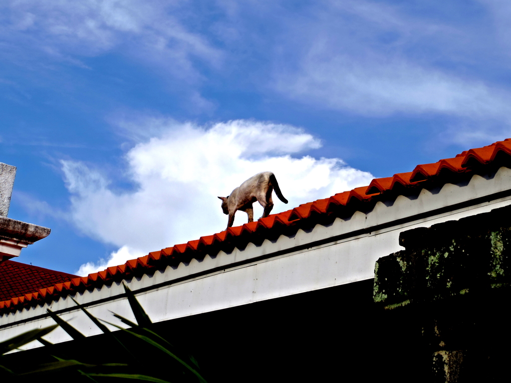 a cat