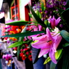 flower shop