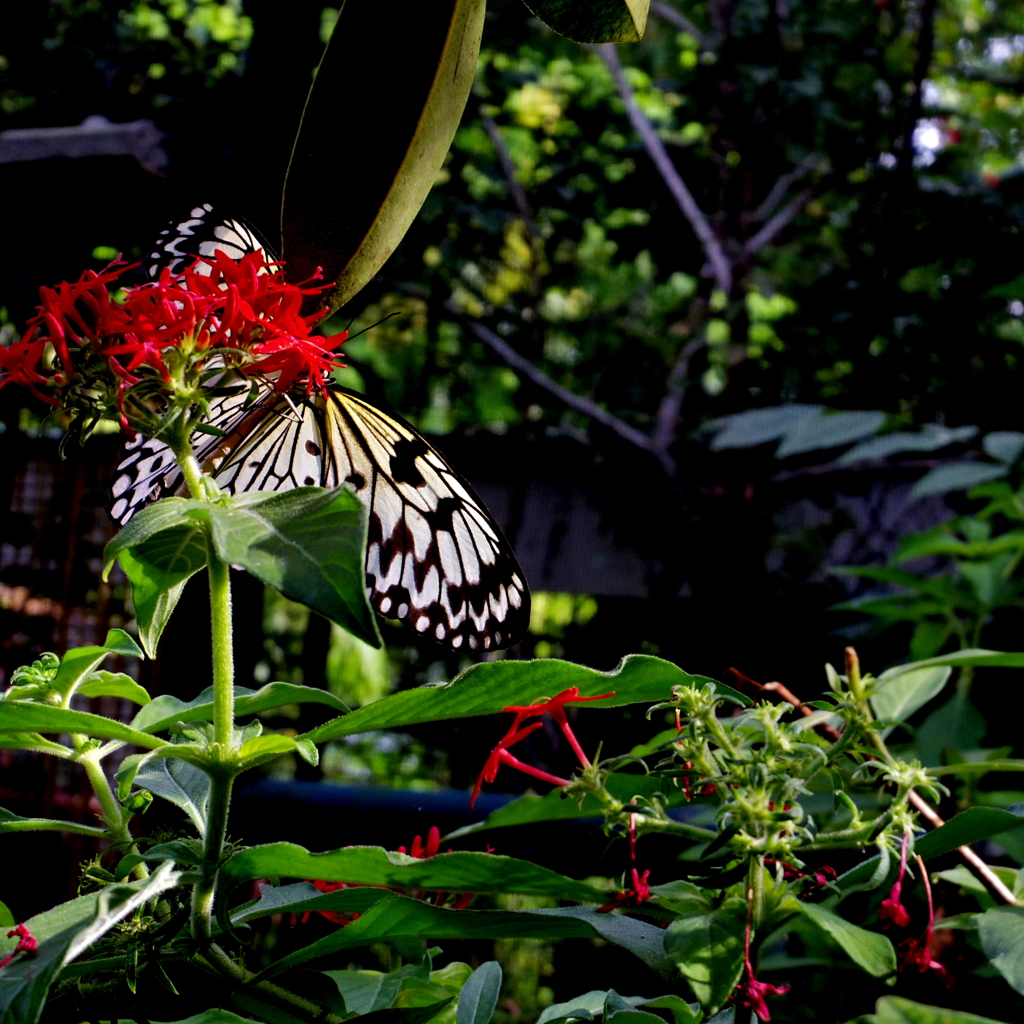 butterfly