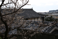 みなべ梅林