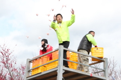 みなべ梅林