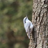 ゴジュウカラ＜研究林散策５＞