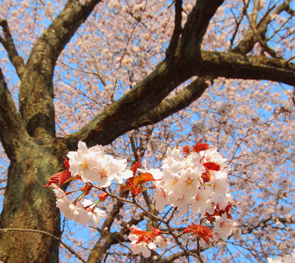 桜満開