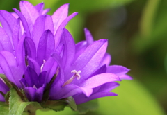 紫花２