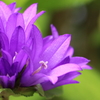 紫花２