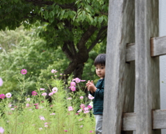 秋桜と