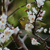 梅の香りに誘われて