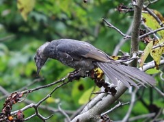 野鳥