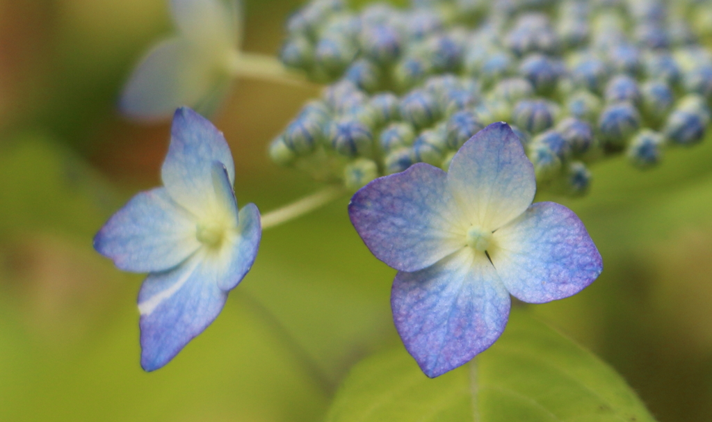 紫陽花