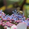 紫陽花と花蜂