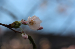 桜開花