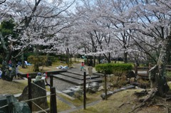 貝塚市、水間公園での桜