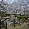 貝塚市、水間公園での桜