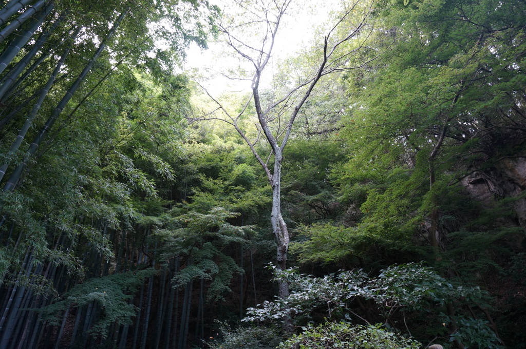 報国寺の庭からの景色