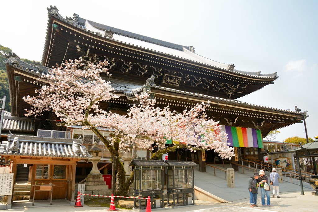 春の水間寺