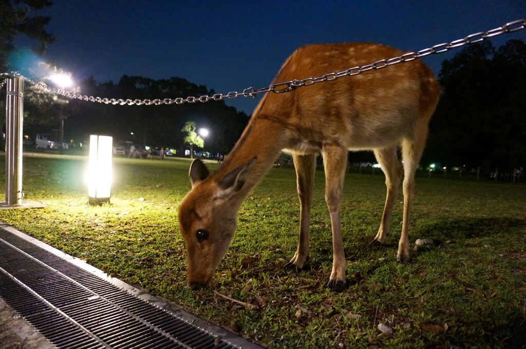 奈良燈花会での一コマ