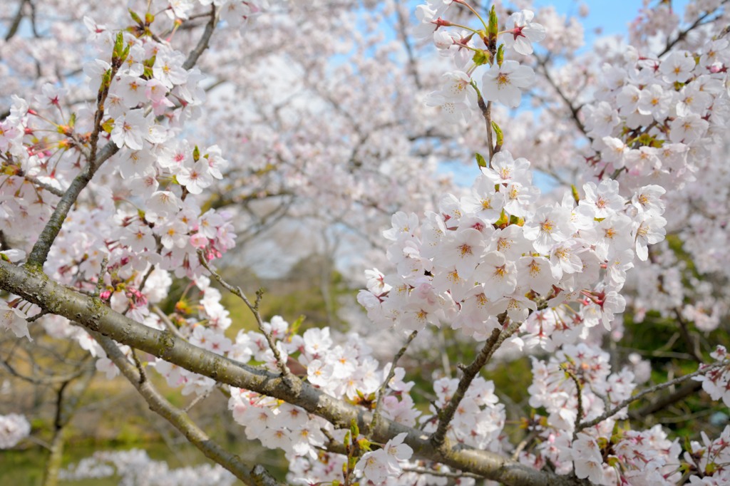 桜