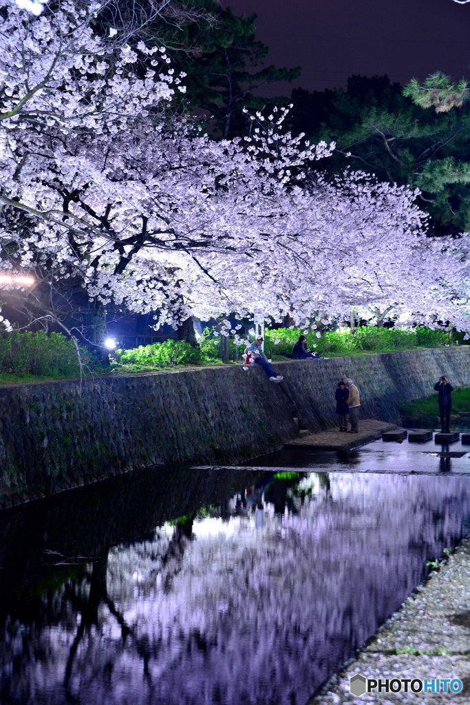 夙川、夜桜ライトアップ_縦