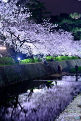 夙川、夜桜ライトアップ_縦
