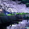 夙川、夜桜ライトアップ_縦