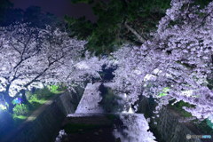 夙川、夜桜ライトアップ