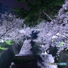 夙川、夜桜ライトアップ