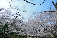 空と桜