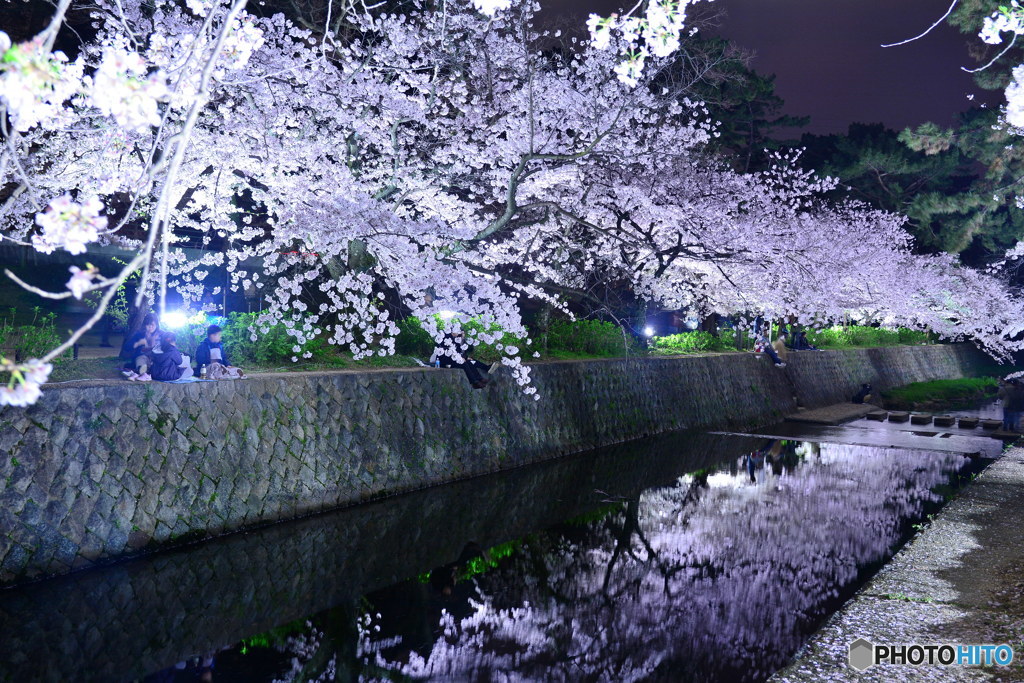 夙川、夜桜ライトアップ_横