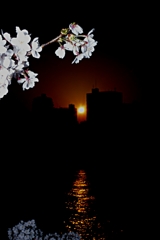 SAKURA