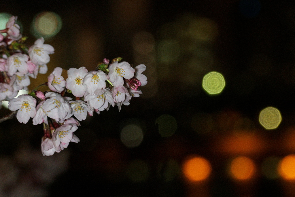 SAKURA