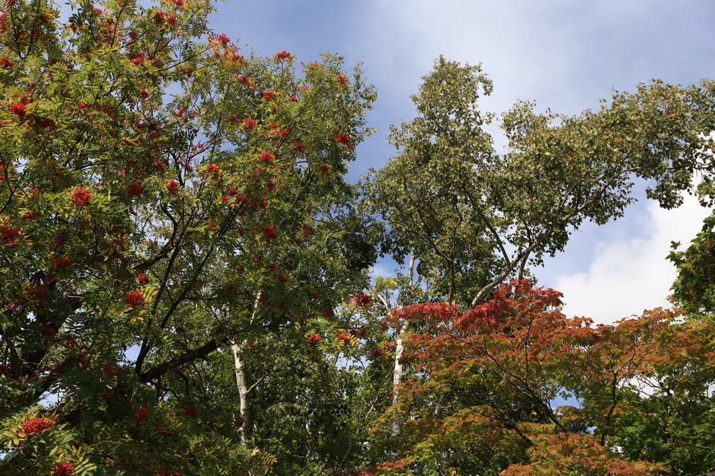 ナナカマドと紅葉