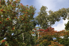 ナナカマドと紅葉