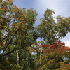 ナナカマドと紅葉