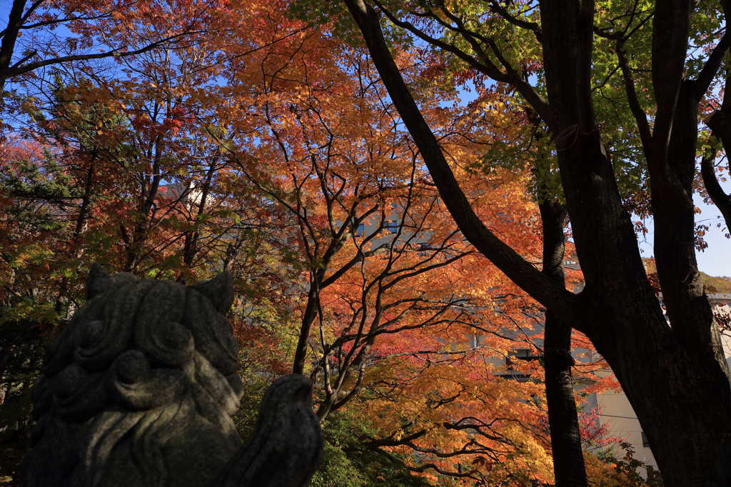 登別温泉街紅葉