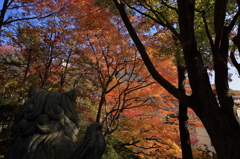 登別温泉街紅葉