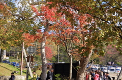 支笏湖紅葉