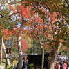 支笏湖紅葉