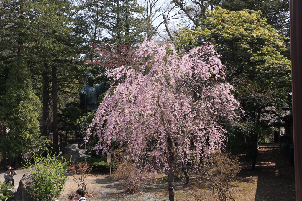 枝垂れ桜