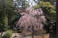 枝垂れ桜