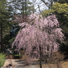 枝垂れ桜