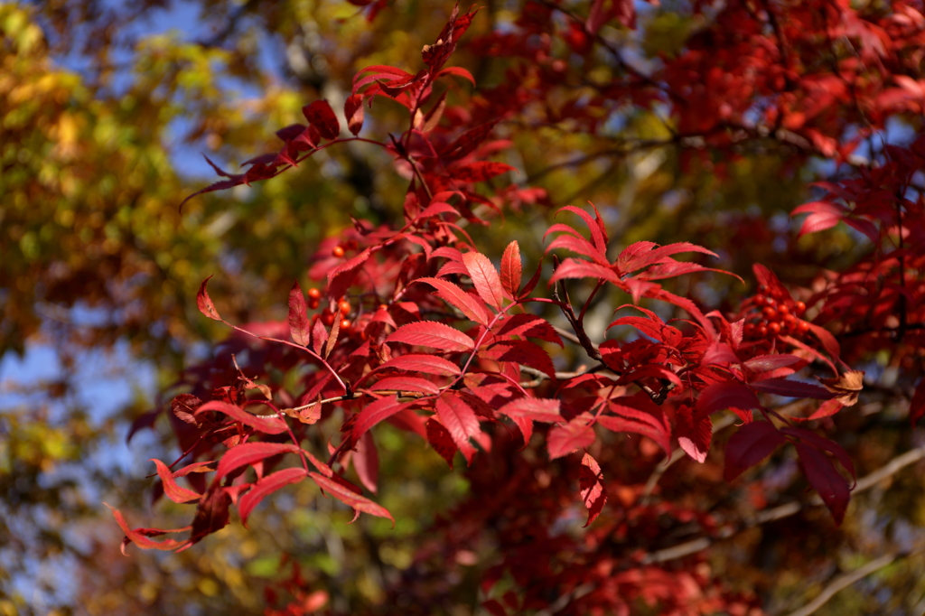 大湯沼紅葉