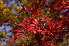 大湯沼紅葉
